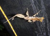 <p> ... whereI found more than just butterflies: a curious praying mantis mimicking dried leaves. </p>